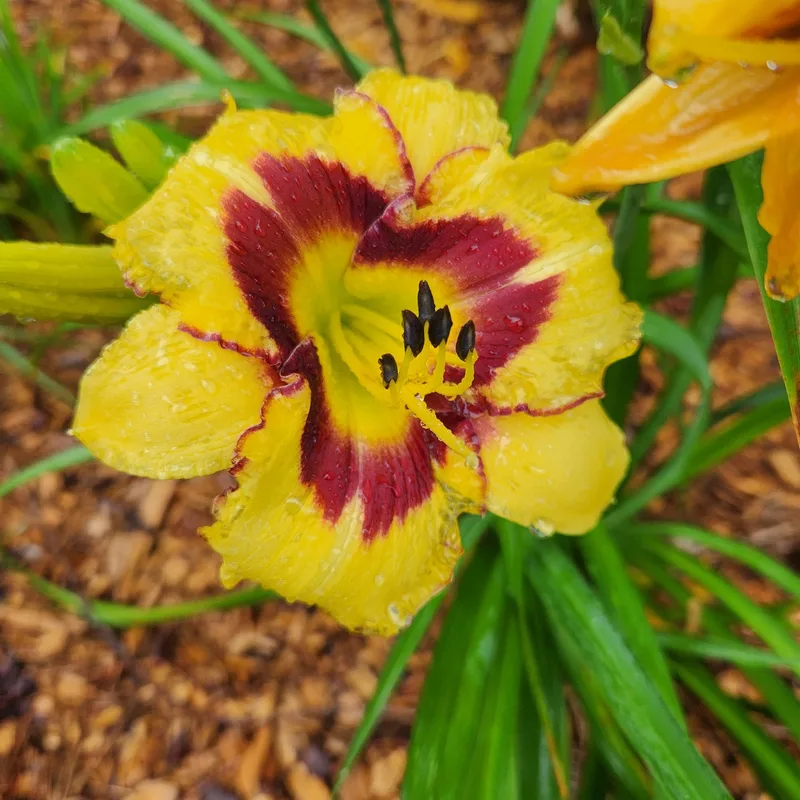 El Desperado daylily bloom