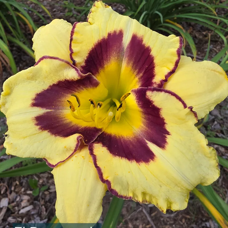El Desperado from PlantFancyGardens, LLC