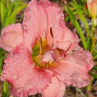Flamingo Dance catalog image