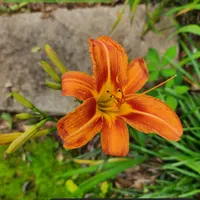 Fulva Speciosa thumbnail