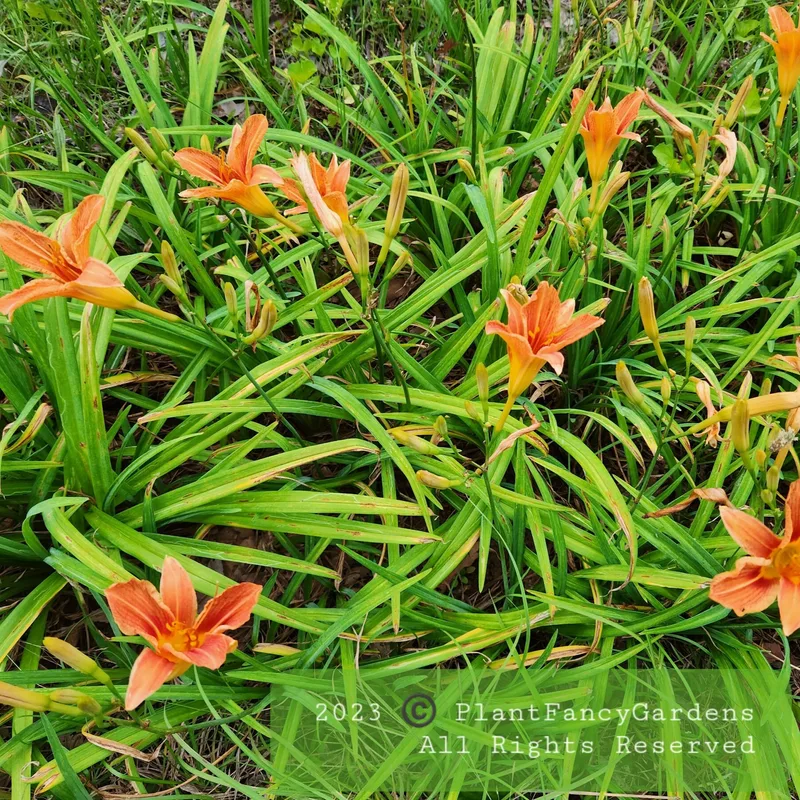 Fulva Speciosa from PlantFancyGardens, LLC