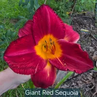 Giant Red Sequoia thumbnail