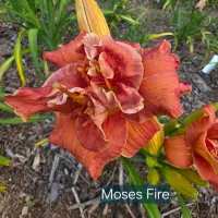 Moses' Fire thumbnail
