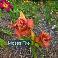 Moses' Fire thumbnail