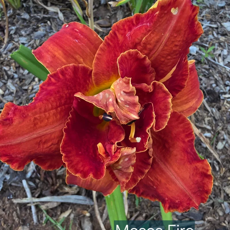 Moses' Fire from PlantFancyGardens, LLC