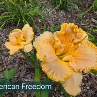 American Freedom thumbnail