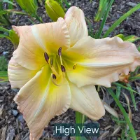 High View thumbnail