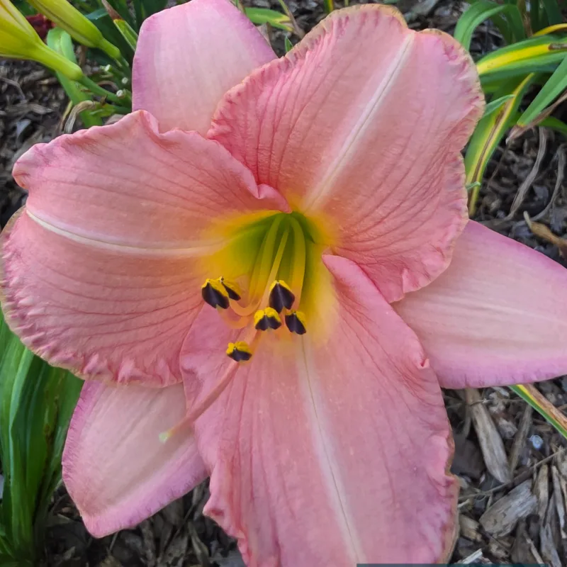 Lady Rose daylily bloom