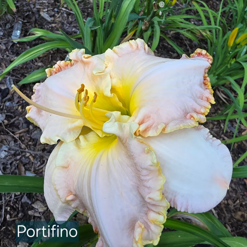 Portofino