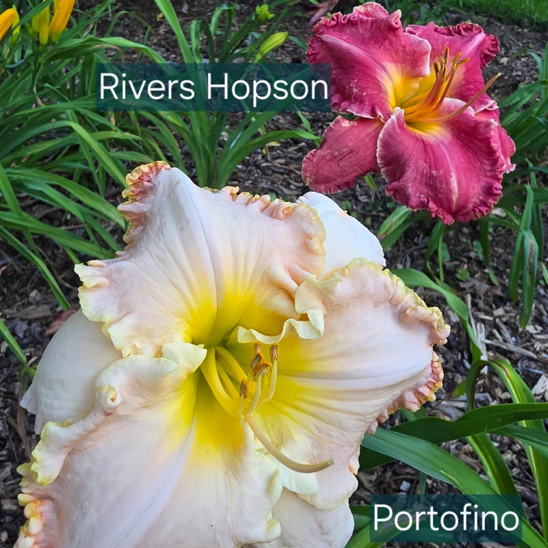 Portofino from PlantFancyGardens, LLC