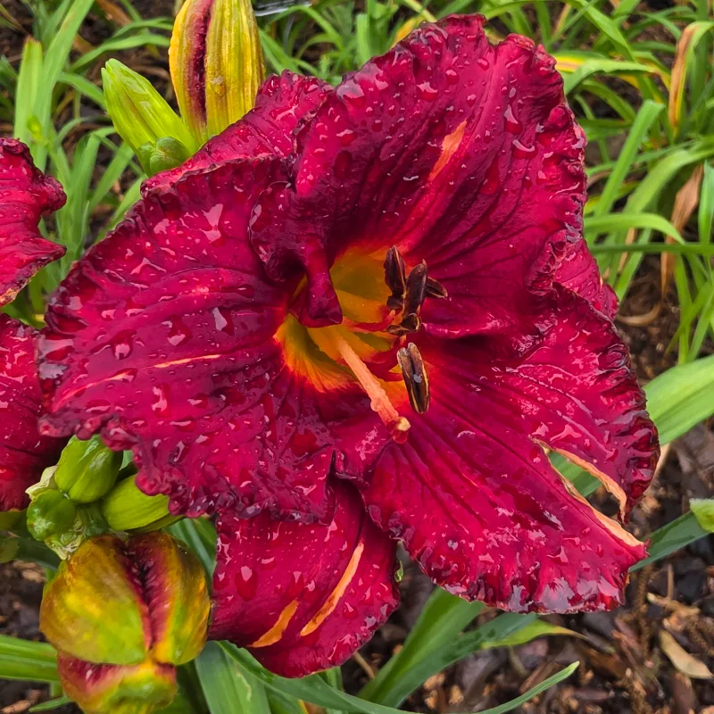 Michael Burmudez from PlantFancyGardens, LLC
