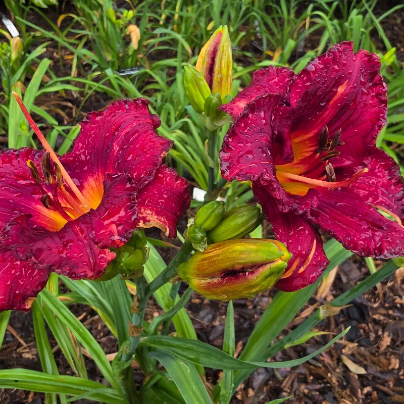 Michael Burmudez from PlantFancyGardens, LLC