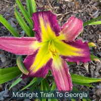 Midnight Train to Georgia catalog image