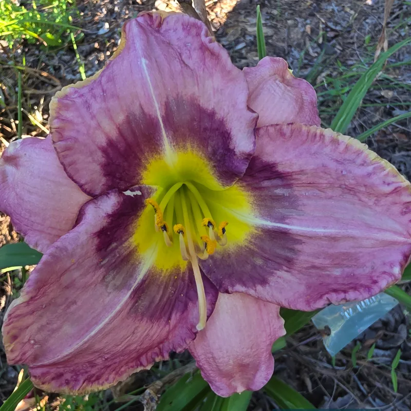Sun Bear from PlantFancyGardens, LLC