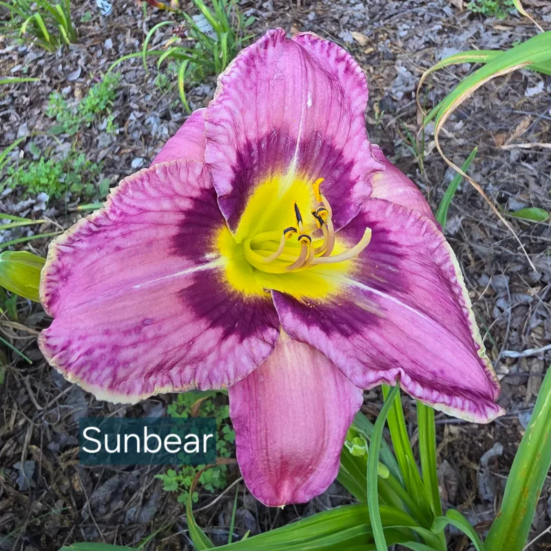 Sun Bear from PlantFancyGardens, LLC