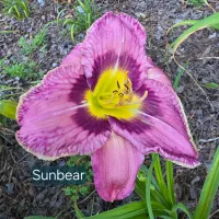Sun Bear thumbnail