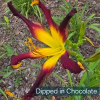 Dipped in Chocolate thumbnail