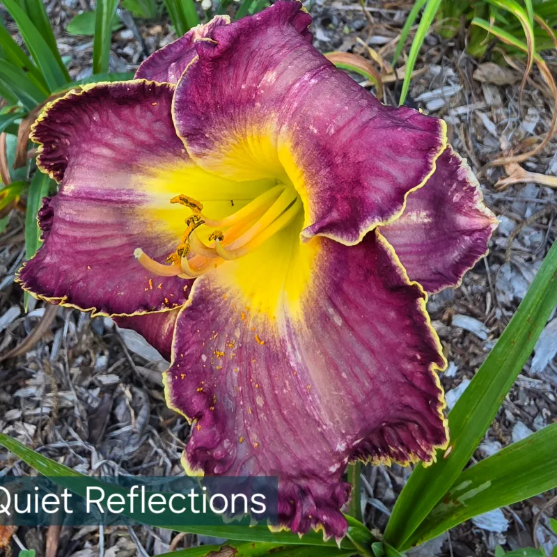 Quiet Reflections
