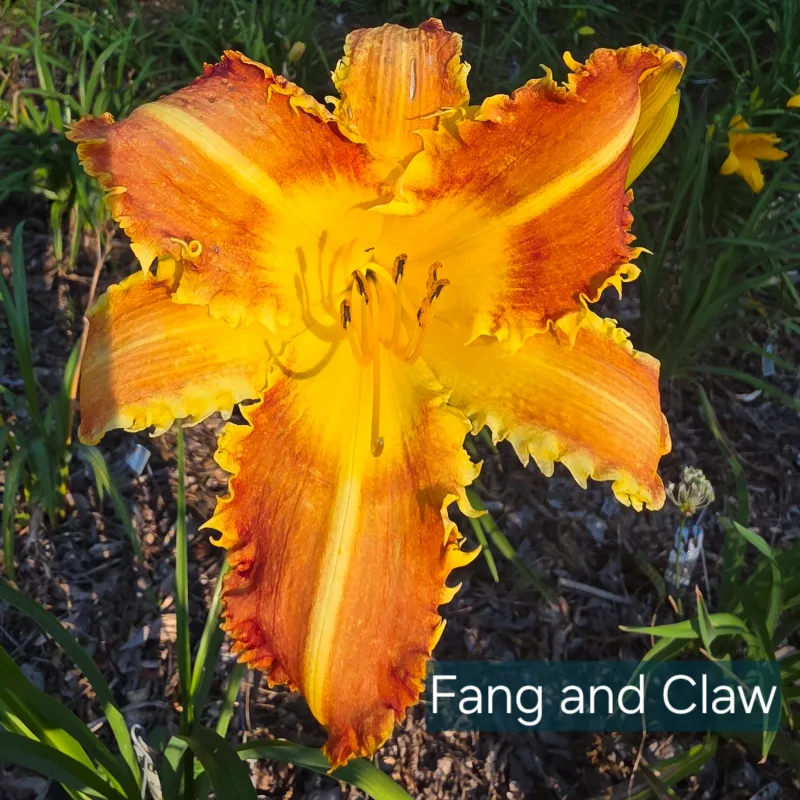 Fang and Claw from PlantFancyGardens, LLC