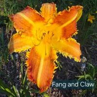 Fang and Claw thumbnail