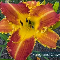 Fang and Claw thumbnail