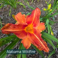 Alabama Wildfire thumbnail