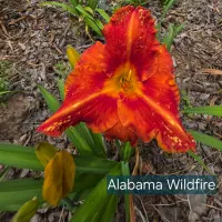Alabama Wildfire thumbnail