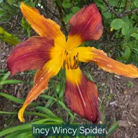 Incy Wincy Spider thumbnail