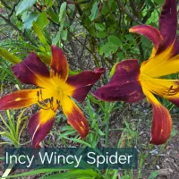 Incy Wincy Spider thumbnail