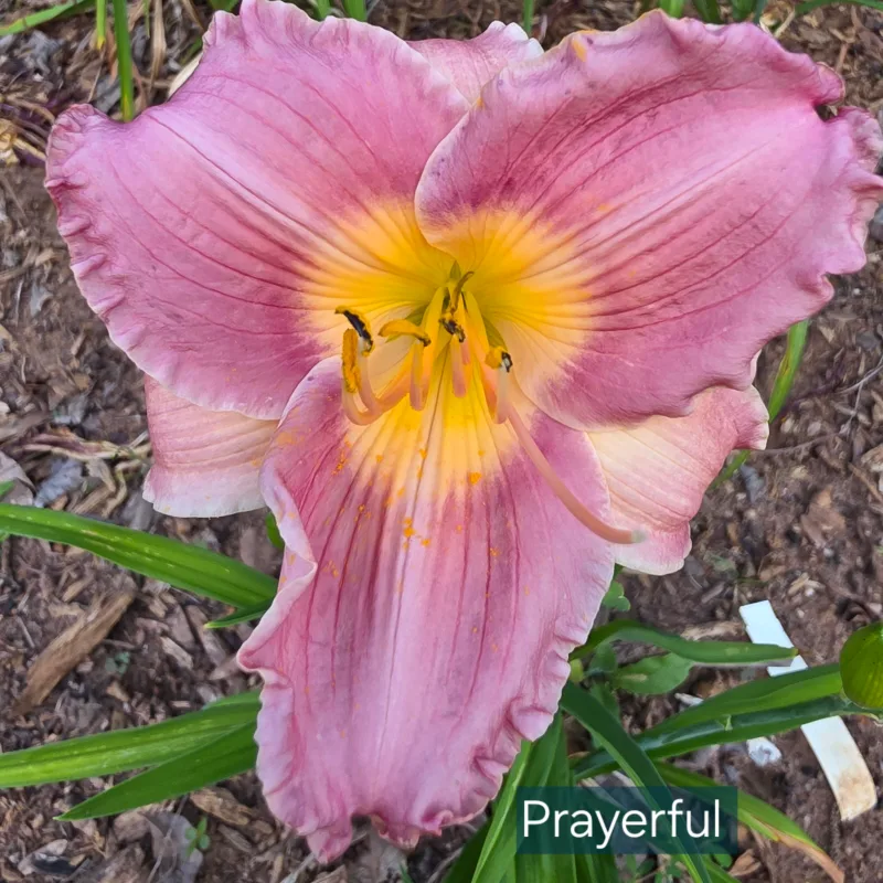 Prayerful