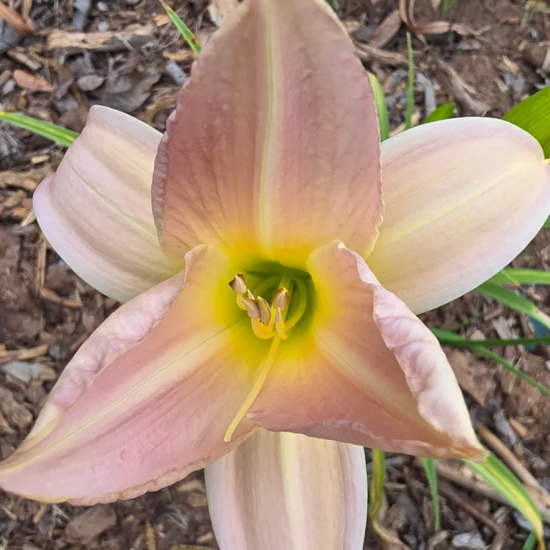 Carnation Pink daylily bloom