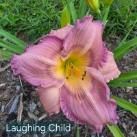 Laughing Child thumbnail