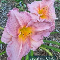 Laughing Child thumbnail