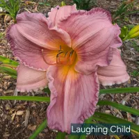 Laughing Child thumbnail