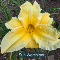 Sun Worshiper catalog image