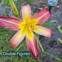Double Figures thumbnail