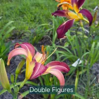 Double Figures thumbnail