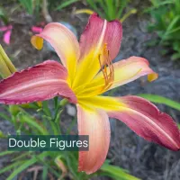 Double Figures thumbnail