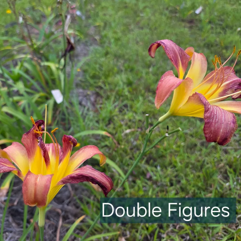 Double Figures from PlantFancyGardens, LLC