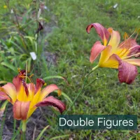 Double Figures thumbnail