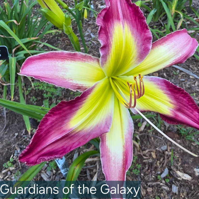 Guardians of the Galaxy from PlantFancyGardens, LLC