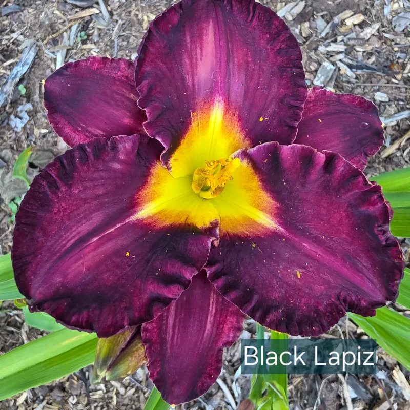 Black Lapiz from PlantFancyGardens, LLC