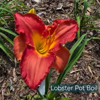 Lobster Pot Boil thumbnail