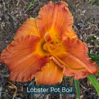 Lobster Pot Boil thumbnail