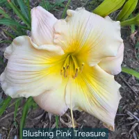 Blushing Pink Treasure thumbnail