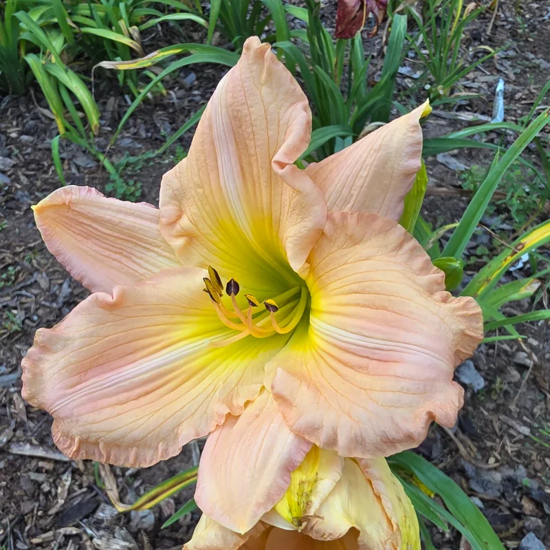 Blushing Pink Treasure from PlantFancyGardens, LLC