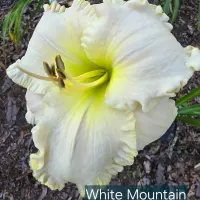 White Mountain catalog image