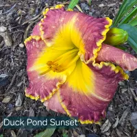 Duck Pond Sunset thumbnail