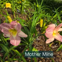 Mother Mine thumbnail
