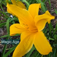 Magic Age thumbnail